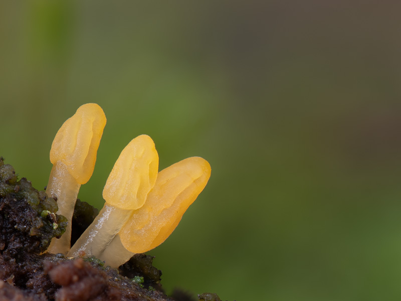 Calocera glossoides
